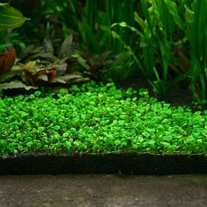 BUY 2 GET 1 FREE Dwarf 4-Leaf Water Clover Marsilea CrenataEasy Live Aquarium Pond Aquatic Plant image 2