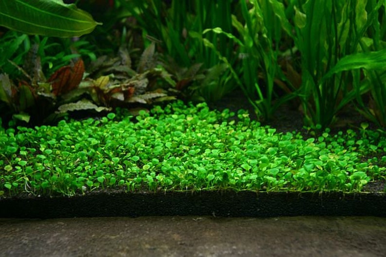 BUY 2 GET 1 FREE Dwarf 4-Leaf Water Clover Marsilea CrenataEasy Live Aquarium Pond Aquatic Plant image 2