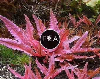 Cryptocoryne 'Pink Flamingo': Planta acuática fácil de cultivar para estanques y acuarios.