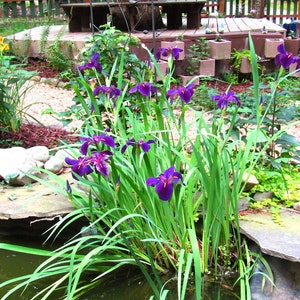 This plant, Iris 'Black Gamecock,' is also known for its resilience and ability to handle occasional flooding or dry spells. Its adaptability makes it a reliable choice for dynamic water garden conditions, ensuring lasting beauty.