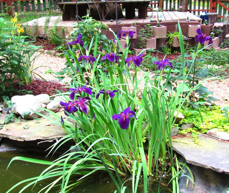 This plant, Iris 'Black Gamecock,' is also known for its resilience and ability to handle occasional flooding or dry spells. Its adaptability makes it a reliable choice for dynamic water garden conditions, ensuring lasting beauty.