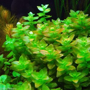 BUY 2 GET 1 FREE Bacopa Caroliniana Lemon BacopaEasy Live Aquarium Pond Aquatic Plant image 2