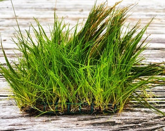 BUY 2 GET 1 FREE Plants on Mats! Dwarf Hair Grass (Eleocharis Parvula) on Weighted Mat-Easy Live Aquarium Pond Aquatic Plant