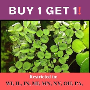 May include: Close-up of bright green aquatic plants with round, textured leaves floating on water. The image includes the text "BUY 1 GET 1!" and a list of states where the product is restricted.
