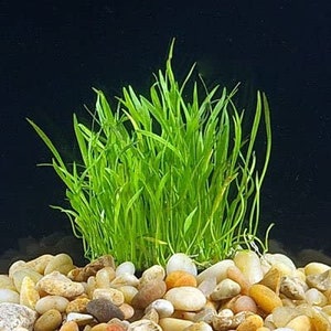 BUY 2 GET 1 FREE Micro Sword (Lilaeopsis Brasiliensis)-Easy Live Aquarium Pond Aquatic Plant