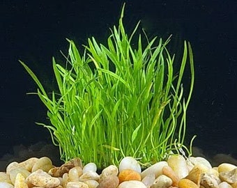 BUY 2 GET 1 FREE Micro Sword (Lilaeopsis Brasiliensis)-Easy Live Aquarium Pond Aquatic Plant