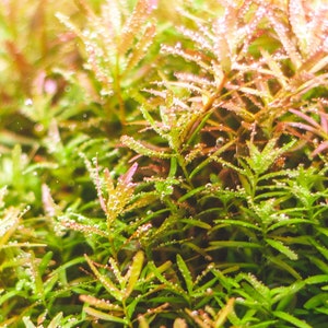 BUY 2 GET 1 FREE Rotala Indica-Easy Live Aquarium Pond Aquatic Plant