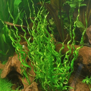 BUY 2 GET 1 FREE Corkscrew Sword Echinodorus VesuviusEasy Live Aquarium Pond Aquatic Plant image 5