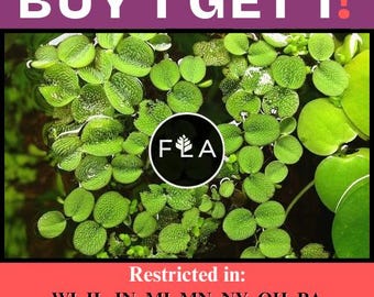BUY 1 GET 1 FREE (Large 60+!)Floating Water Spangles (Salvinia)-Easy Live Aquarium Pond Aquatic Plant