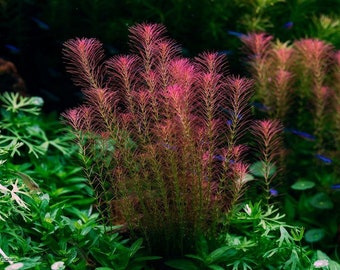 BUY 2 GET 1 FREE Rotala Wallichii (Whorly Rotala)-Easy Live Aquarium Pond Aquatic Plant