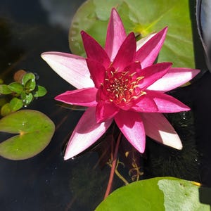 BUY 2 GET 1 FREE Nymphaea &quot;Hardy Red&quot; Water Lily (Full Grown!)-Easy Live Aquarium Pond Aquatic Plant