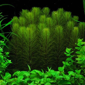 This plant, Green Foxtail, thrives in both submerged and emersed conditions, making it versatile for different water environments. It grows well in aquariums, ponds, and water gardens, adapting to various aquatic setups.