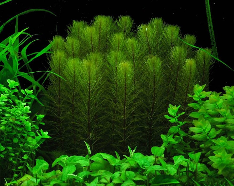 This plant, Green Foxtail, thrives in both submerged and emersed conditions, making it versatile for different water environments. It grows well in aquariums, ponds, and water gardens, adapting to various aquatic setups.