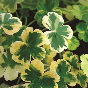 BUY 2 GET 1 FREE Pennywort 'Crystal Ball'!-Live Aquatic Marginal Starter Plant for Water Gardens, Ponds and Aquascapes