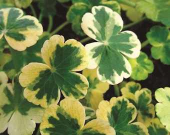 BUY 2 GET 1 FREE Pennywort 'Crystal Ball'!-Live Aquatic Marginal Starter Plant for Water Gardens, Ponds and Aquascapes