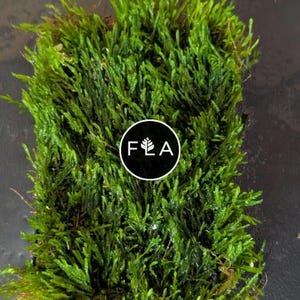 BUY 2 GET 1 FREE Plants on Mats! Flame Moss (Taxiphyllum sp. ‘Flame’) on Weighted Mat-Easy Live Aquarium Pond Aquatic Plant