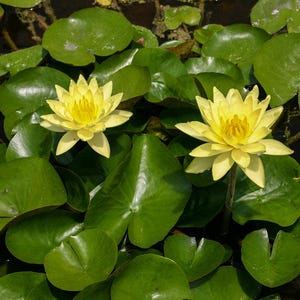 BUY 2 GET 1 FREE Nymphaea &quot;Hardy Yellow&quot; Water Lily (Full Grown!)-Easy Live Aquarium Pond Aquatic Plant