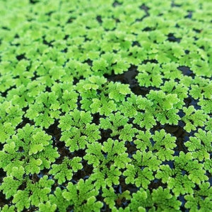 BUY 2 GET 1 FREE Large Portion Azolla Filiculoides Fairy Moss, Mosquito FernEasy Live Aquarium Pond Aquatic Plant image 5