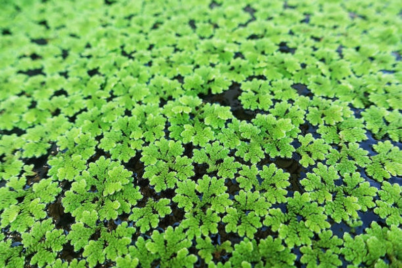 BUY 2 GET 1 FREE Large Portion Azolla Filiculoides Fairy Moss, Mosquito FernEasy Live Aquarium Pond Aquatic Plant image 5