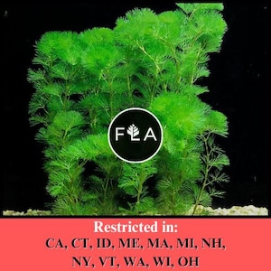 BUY 2 GET 1 FREE Green Cabomba (Cabomba Caroliniana)-Easy Live Aquarium Pond Aquatic Plant