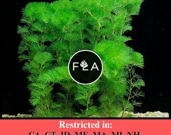 BUY 2 GET 1 FREE Green Cabomba (Cabomba Caroliniana)-Easy Live Aquarium Pond Aquatic Plant