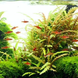 BUY 2 GET 1 FREE Hygrophila Pinnatifida-Easy Live Aquarium Pond Aquatic Plant image 8