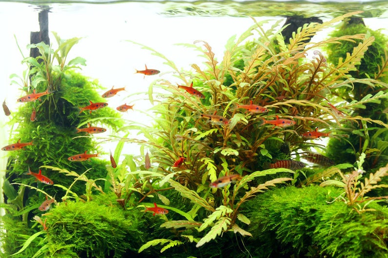 BUY 2 GET 1 FREE Hygrophila Pinnatifida-Easy Live Aquarium Pond Aquatic Plant image 8