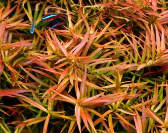 BUY 2 GET 1 FREE Ludwigia Arcuata 'Needle Leaf'-Easy Live Aquarium Pond Aquatic Plant