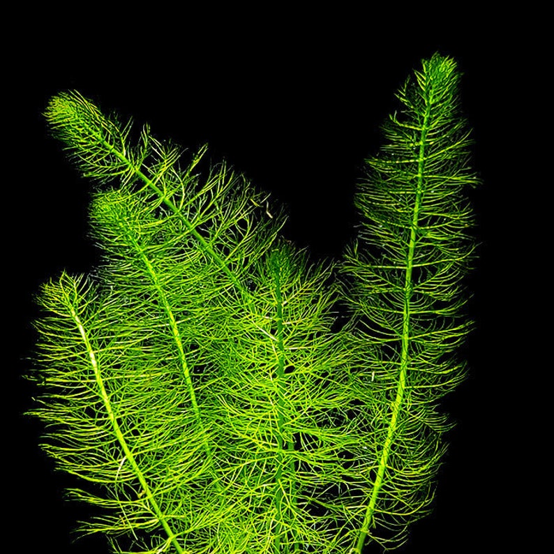 This plant, Green Foxtail, is excellent for improving water quality. Its fast-growing nature helps absorb excess nutrients and releases oxygen, keeping the water clean and oxygenated, which is beneficial for fish and other aquatic species.