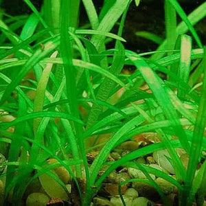 BUY 2 GET 1 FREE Dwarf Sagittaria Sagittaria Subulata, Narrow-leaved arrowheadEasy Live Aquarium Pond Aquatic Plant image 8