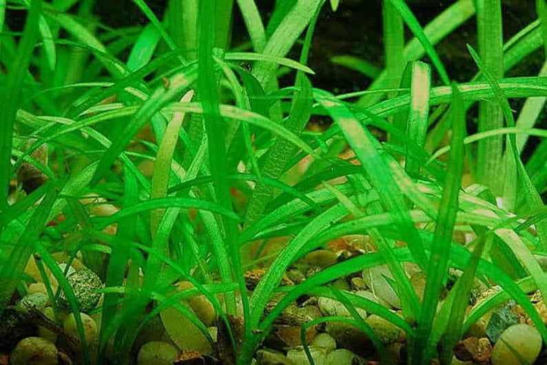 BUY 2 GET 1 FREE Dwarf Sagittaria Sagittaria Subulata, Narrow-leaved arrowheadEasy Live Aquarium Pond Aquatic Plant image 8