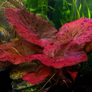 BUY 2 GET 1 FREE Tiger Lotus (Nymphaea zenkeri)-Easy Live Aquarium Pond Aquatic Plant