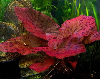 BUY 2 GET 1 FREE Tiger Lotus (Nymphaea zenkeri)-Easy Live Aquarium Pond Aquatic Plant