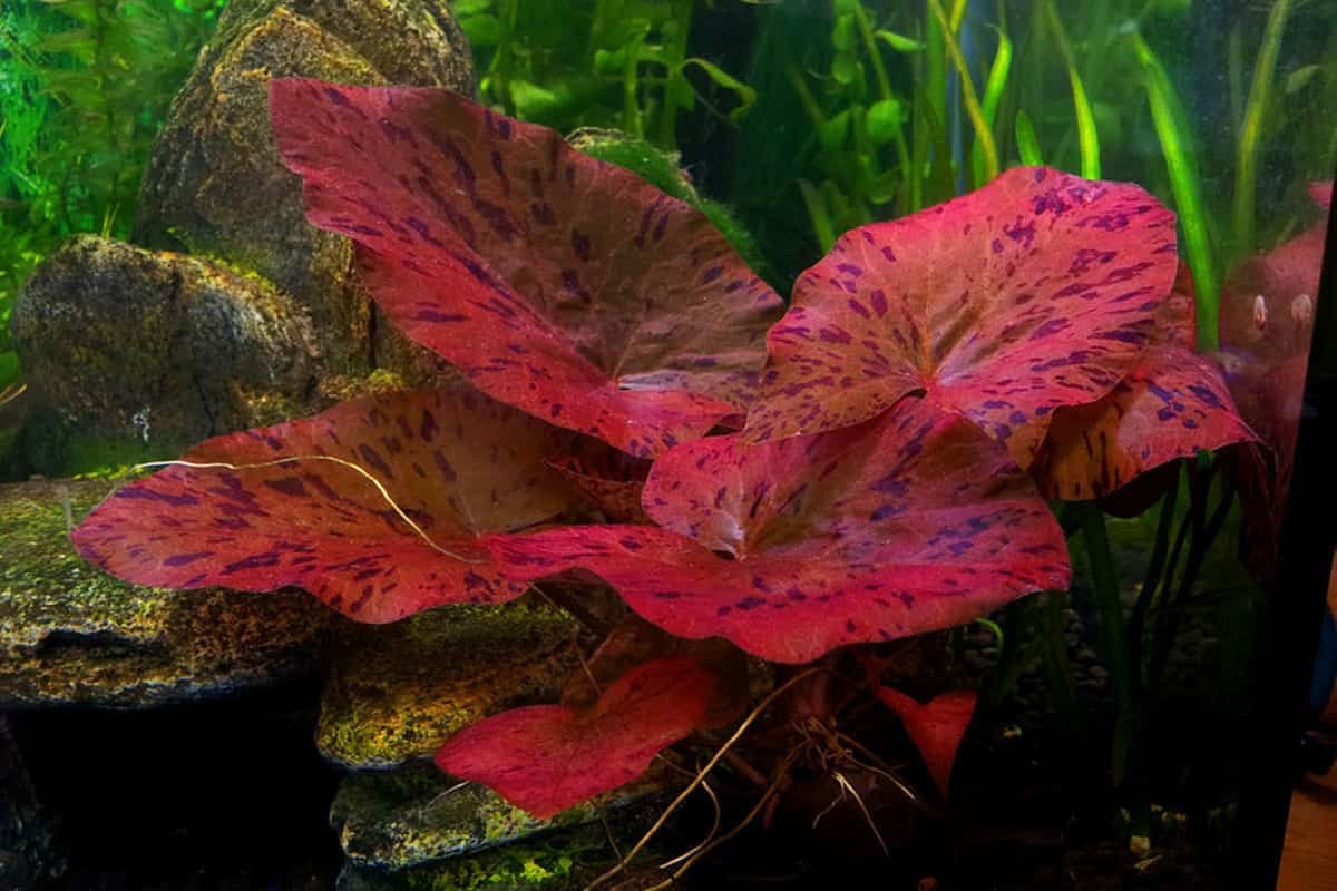 tiger lotus bulb floating