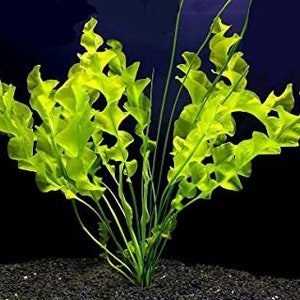 BUY 2 GET 1 FREE Aponogeton UlvaceusEasy Live Aquarium Pond Aquatic Plant image 5