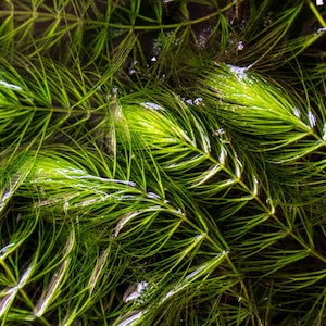 BUY 2 GET 1 FREE Hornwort-Coontail (Ceratophyllum Demersum)-Easy Live Aquarium Pond Aquatic Plant
