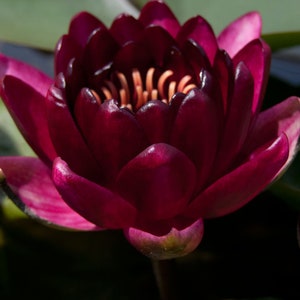 Nymphaea "Hardy Red" Water Lily (Full Grown!)-Easy Live Aquarium Pond Aquatic Plant