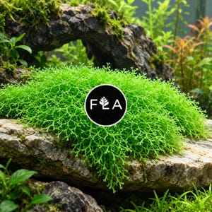 BUY 2 GET 1 FREE Riccia fluitans (Crystalwort) Easy Live Aquarium Aquatic Plant