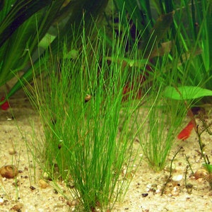 BUY 2 GET 1 FREE Dwarf Hairgrass (Eleocharis Parvula)-Easy Live Aquarium Pond Aquatic Plant