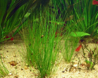 BUY 2 GET 1 FREE Dwarf Hairgrass (Eleocharis Parvula)-Easy Live Aquarium Pond Aquatic Plant