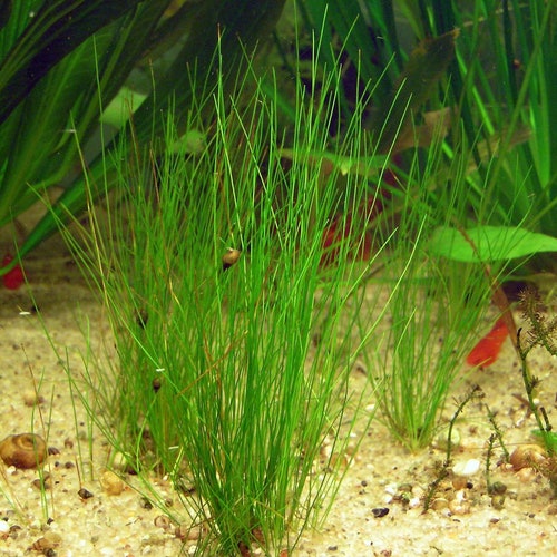 BUY 2 GET 1 FREE Eliocharis Spp hairgrasseasy Live Aquarium - Etsy BUY 2 GET 1 FREE Eliocharis Spp hairgrasseasy Live Aquarium - Etsy