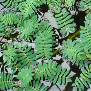 May include: A close-up image of a group of green leaves floating on the surface of a body of water. The leaves are arranged in a random pattern and appear to be growing in the water.