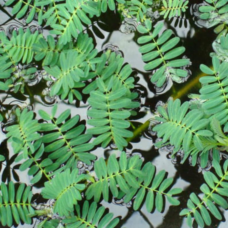 May include: A close-up image of a group of green leaves floating on the surface of a body of water. The leaves are arranged in a random pattern and appear to be growing in the water.