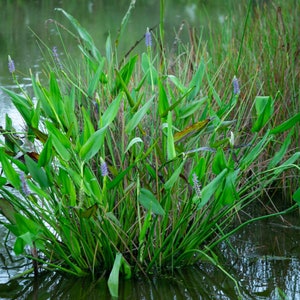 Może przedstawiać: Zbliżenie na kępę zielonych roślin wodnych z fioletowymi kwiatami rosnącymi w stawie. Rośliny mają długie, wąskie liście, a kwiaty są małe i delikatne.