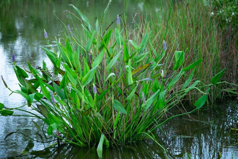 Może przedstawiać: Zbliżenie na kępę zielonych roślin wodnych z fioletowymi kwiatami rosnącymi w stawie. Rośliny mają długie, wąskie liście, a kwiaty są małe i delikatne.