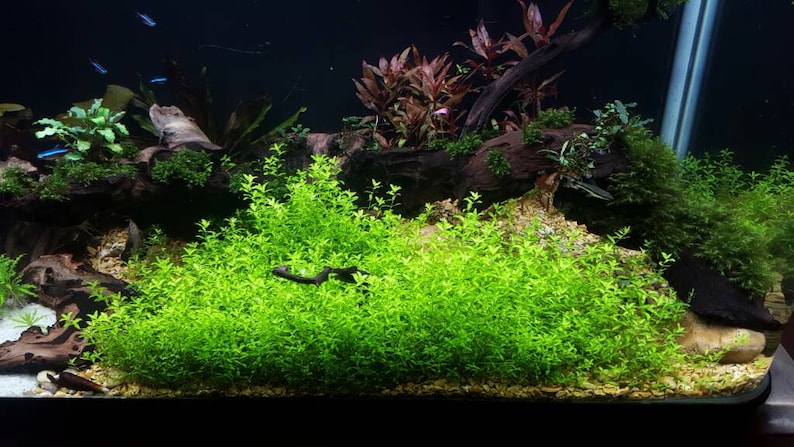 BUY 2 GET 1 FREE Pearlweed Hemianthus MicranthemoidesEasy Live Aquarium Pond Aquatic Plant image 4