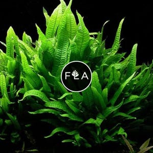 BUY 2 GET 1 FREE Java Fern (Microsorum Pteropus)-Easy Live Aquarium Pond Aquatic Plant