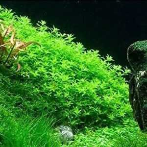 Buy 2 Get 1 Free Ludwigia Repens Stems Easy Live Aquarium Etsy