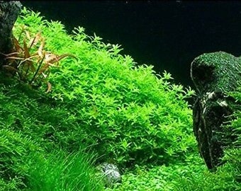 ACHETEZ 2 OBTENEZ 1 GRATUIT Pearlweed (Hemianthus Micranthemoides) - Plante Aquatique De Bassin D'aquarium Easy Live