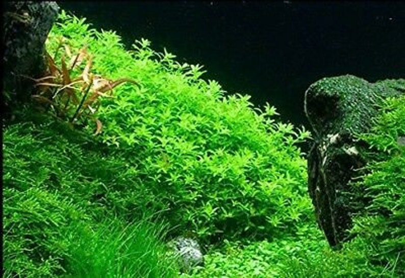 BUY 2 GET 1 FREE Pearlweed Hemianthus MicranthemoidesEasy Live Aquarium Pond Aquatic Plant image 1